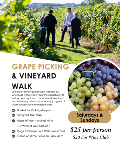 Grape Picking & Vineyard Walk
